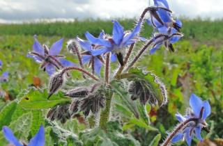 Бурачник советуют использовать как зелёное удобрение на грядках — House Digest