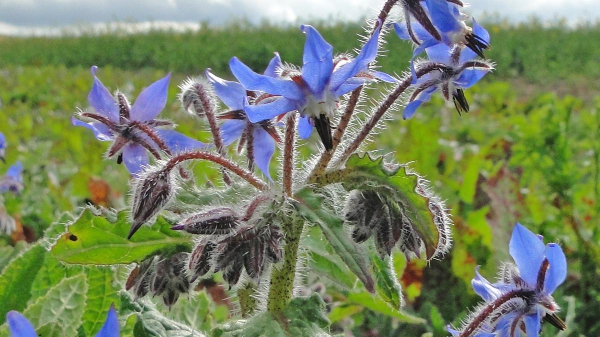 Бораго (Borago officinalis)