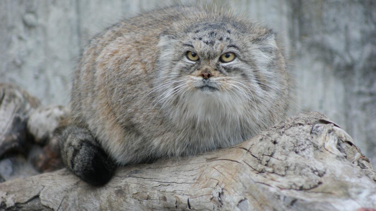 Манул
