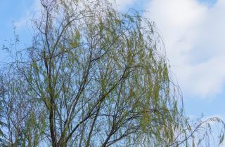 Зимние черенки ивы быстро укореняются, отмечают садоводы