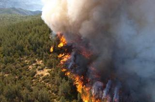 На Кубани локализовали два лесных пожара на 42 гектарах