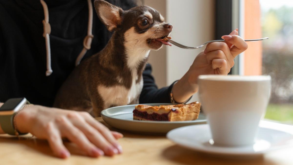Хозяйка кормит собаку
