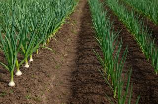 После чеснока лучше сажать зелень и сидераты для восстановления питательных веществ — Иван Павлов