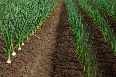 После чеснока лучше сажать зелень и сидераты для восстановления питательных веществ — Иван Павлов После чеснока лучше сажать зелень и сидераты для восстановления питательных веществ — Иван Павлов