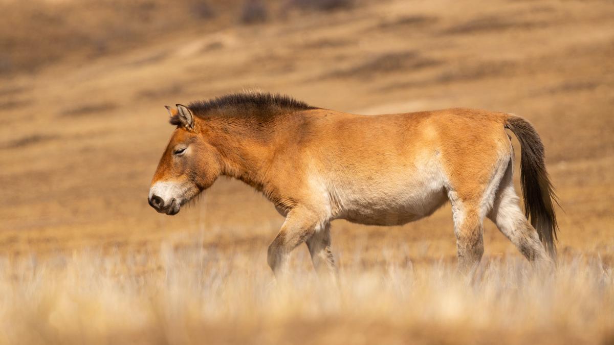 Дикая лошадь