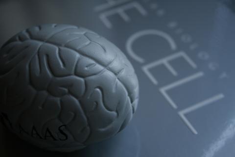 Белковые скопления в нейронах ускоряют когнитивное старение — исследование
