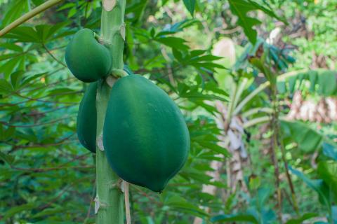 Назван топ фруктов, которые стоит попробовать в Таиланде: мангостин, дуриан и другие