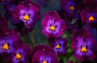 Обрезка названа способом продлить цветение анютиных глазки — Дэймон Абди