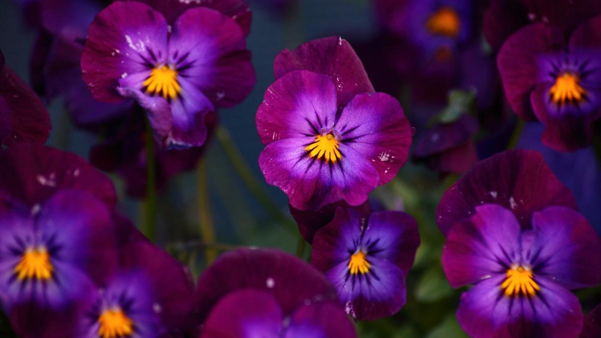 Цветы анютины глазки