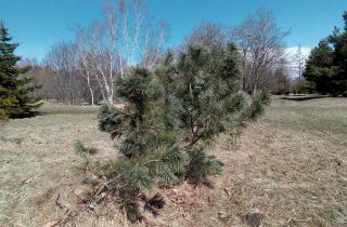 Сосна, которая не капризничает: растёт на песке и глине, а выглядит как дорогой ландшафтный проект