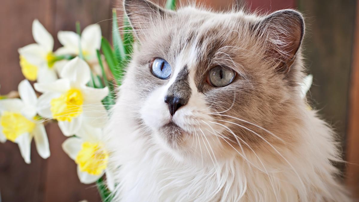 Кошка породы невская маскарадная