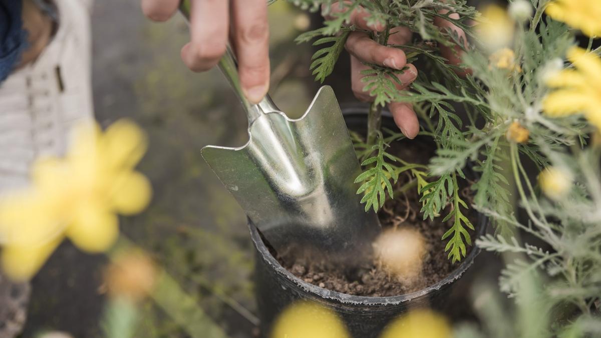 посадка хвойные