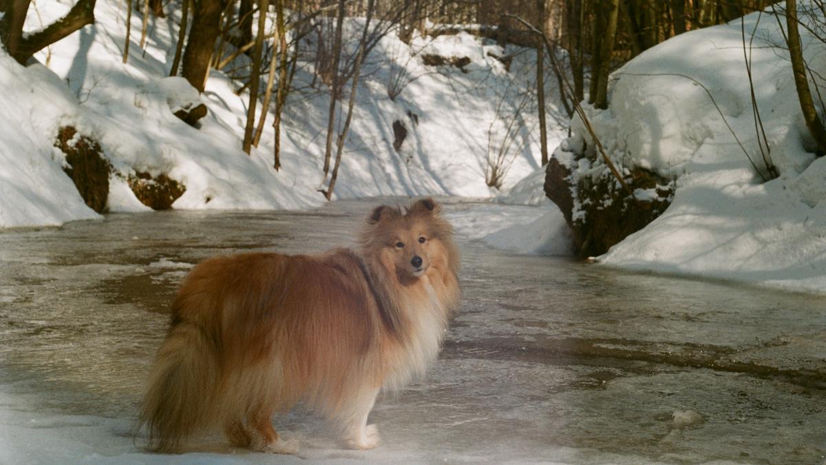 Sheltie Kirik Sheltie Kirik