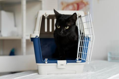Специалисты назвали способы снизить тревогу кошки при использовании переноски