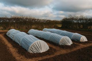 Виноград перезимовал без потерь — убрал одну привычку, и лоза проснулась раньше срока