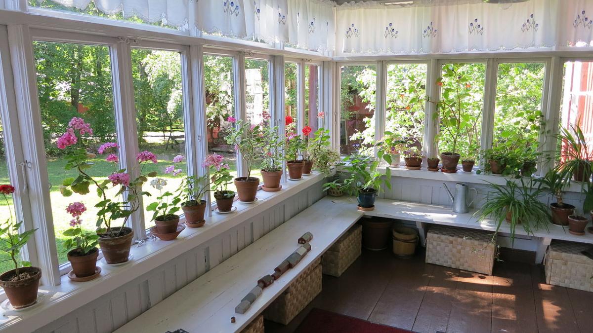 Комнатные цветы