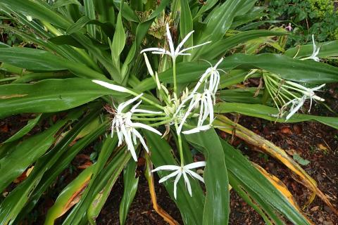 Паучье растение оказалось безопасным для кошек — по данным ветеринаров