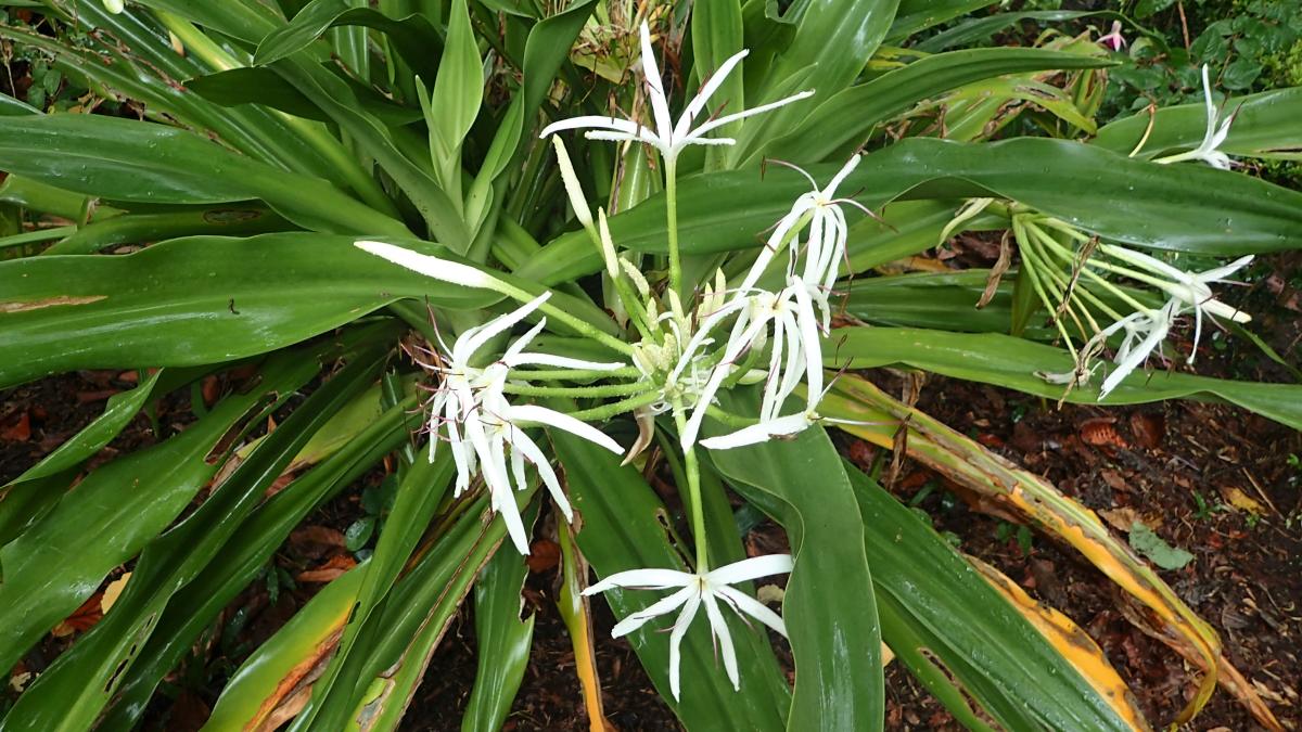 Растение-паук