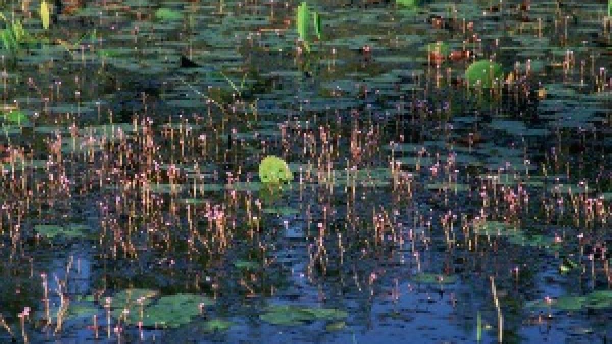 Close view of aquatic plants on water surface in prairie wetland Close view of aquatic plants on water surface in prairie wetland