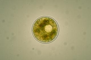 Меланин гриба из Чернобыля преобразует радиацию в энергию роста — Metro