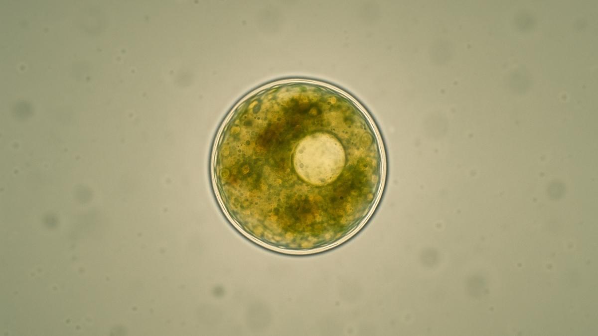 Одноклеточный организм под микроскопом