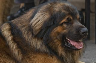 Монгольская овчарка банхар отличается спокойным характером и выносливостью