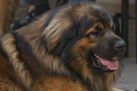 Монгольская овчарка банхар отличается спокойным характером и выносливостью