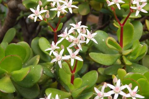 Крона у денежного дерева округлилась — прищипнула верхушку не как обычно, и ветви проснулись