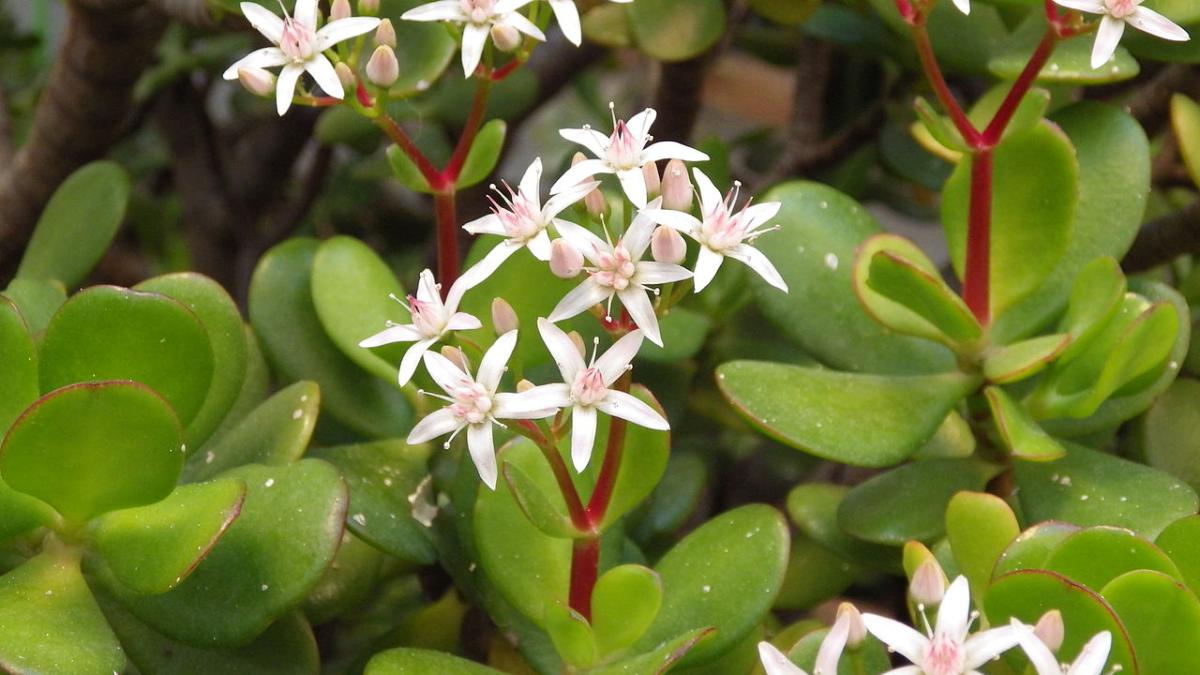 Толстянка, денежное дерево