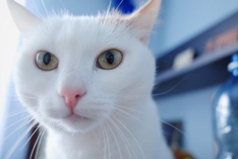 Слепая зона в собственной квартире: закрытая дверь подрывает древние инстинкты выживания кошек