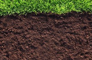 Лёгкая структура субстрата признана основой здоровых корней — почвоведы