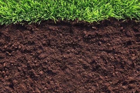 Лёгкая структура субстрата признана основой здоровых корней — почвоведы