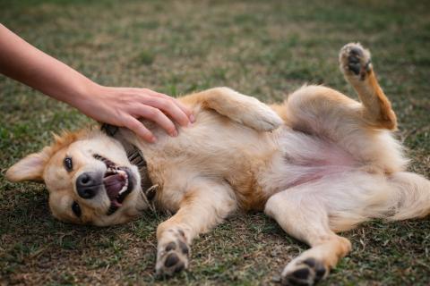 Не спешите с дорогими покупками: с чего начать обустройство пространства для питомца