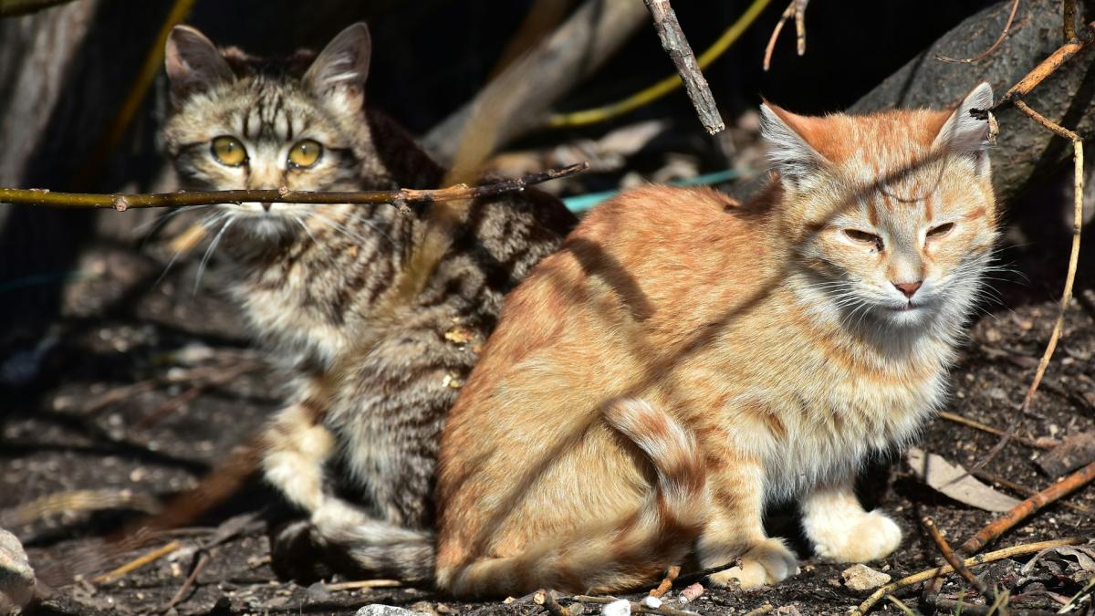 Котята Котята