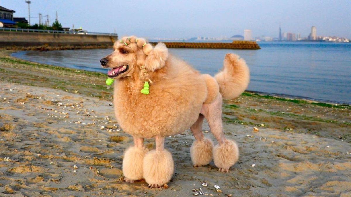 Большой пудель абрикосового окраса