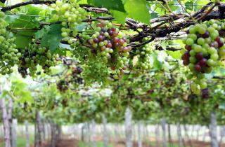 Редис и укроп улучшают рост винограда, а календула мешает — агроном Иван Петров