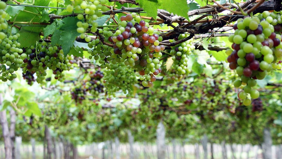 Виноград Виноград