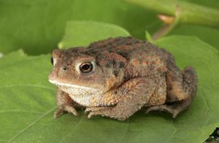 Эволюция амфибий доказала гибкость природы и живорождение — Х. Кристоф Лидтке