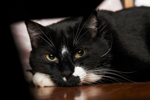 Бомбей признан породой с почти всегда чёрным окрасом — Daily Paws