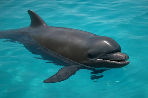 Дельфин укусил туриста из Саратовской области во время морского отдыха