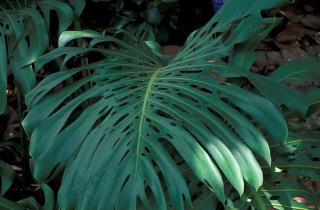 Ботаники: монстера и замиокулькас входят в десятку самых неприхотливых напольных растений для квартиры