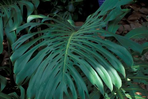 Ботаники: монстера и замиокулькас входят в десятку самых неприхотливых напольных растений для квартиры