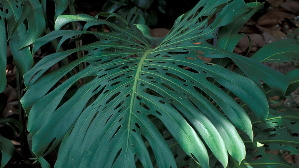 Монстера Монстера