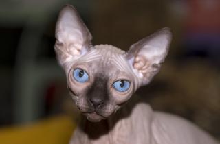 Порода кошек бамбино создана в США 20 лет назад путем скрещивания сфинкса и манчкина