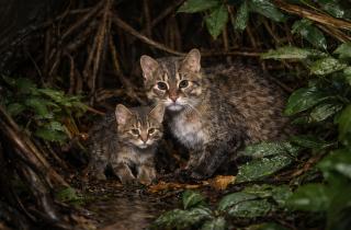 Дикий инстинкт у ног дивана: как домашних кошек мотивирует охота, несмотря на полную миску