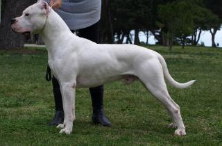 У животных с позитивным опытом дрессировки уровень стресса ниже на 40%