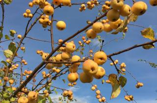 Плоды яблок долго хранятся при стабильной температуре – Дмитрий Марцинкевич