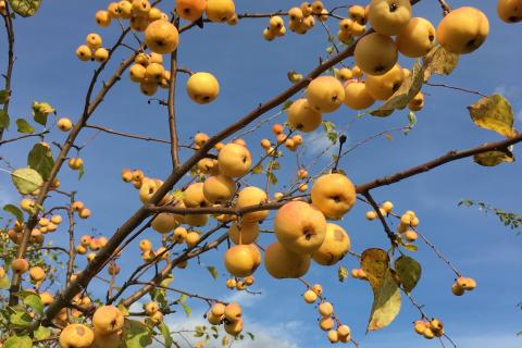 Плоды яблок долго хранятся при стабильной температуре – Дмитрий Марцинкевич