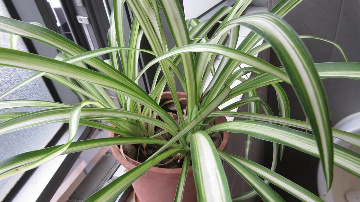 хлорофитум