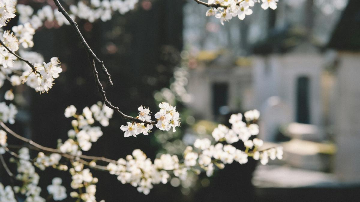 Природа в весенний период